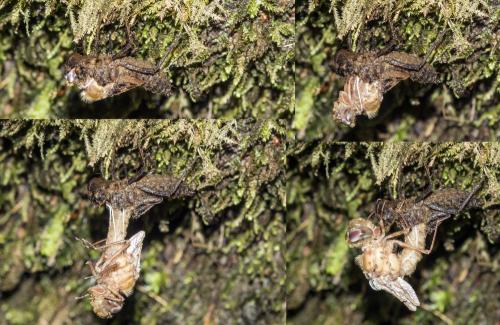 Oxygastra curtisii